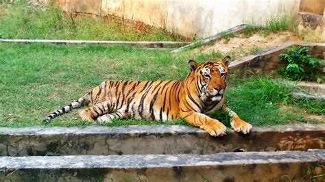 Fileludhiana Zoo Tiger Safari 3 Wikimedia Commons