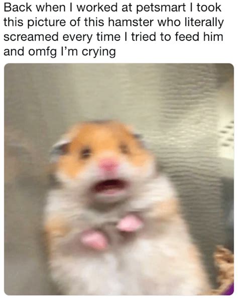 Scared Hamster Is The Internets Newest Cute Meme Craze