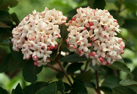 The 18 Best Flowering Shrubs For Colorful Landscapes By Season Artofit