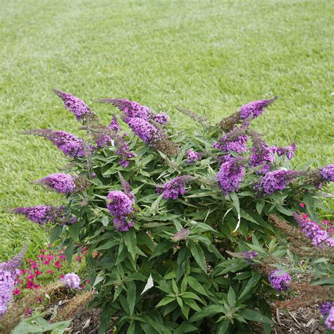 Buddleia Pugster Periwinkle Buy Butterfly Bush Shrubs Online