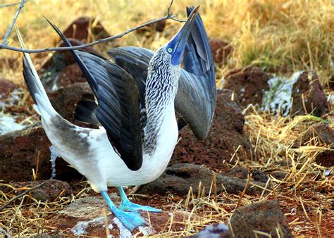 Mating Dance Of The Blue Footed Booby Photograph By Laurel Talabere