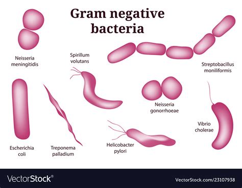 Arrangements Of Gram Negative Bacteria Royalty Free Vector