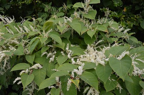 How To Rid Your Garden Of Japanese Knotweed Real Homes