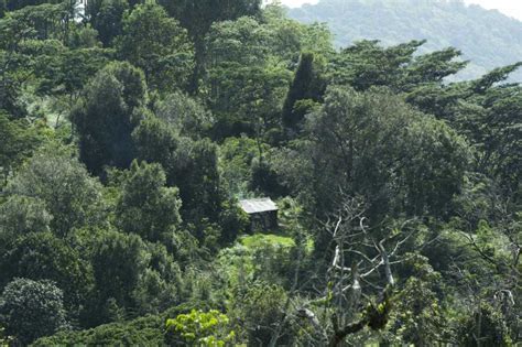 Revitalizing Ethiopias Forests Connect4climate