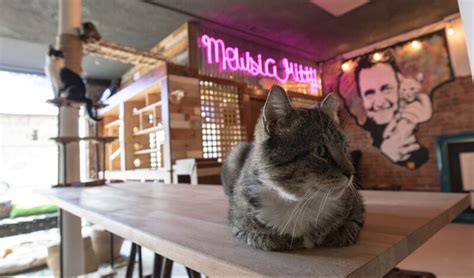 Alumna Opens Cafe With A Unique Concept The Mewsic Kitty Cafe