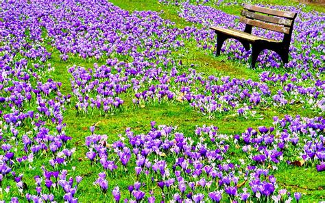 1920x1080px 1080p Free Download Spring Flowers Crocus Purple