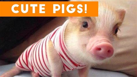 Cutest Pigs And Piglets Of 2017 Weekly Compilation Funny