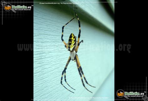 Dollzis Black And Yellow Spider Ohio