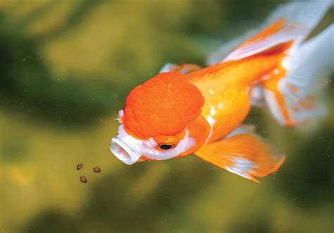 100 Goldfish Names Ideas For Friendly And Classic Fish Pet Keen