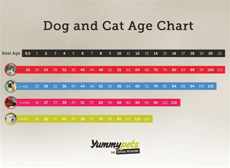 The first two years would be equivalent to 25 human years (15. Dog and cat age chart - Yummypets