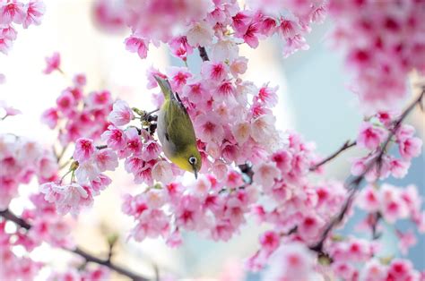 Hình Ảnh Hoa Anh Đào Đẹp Nhất 110 Sakura Hoa Anh Đào Japan Ý Tưởng