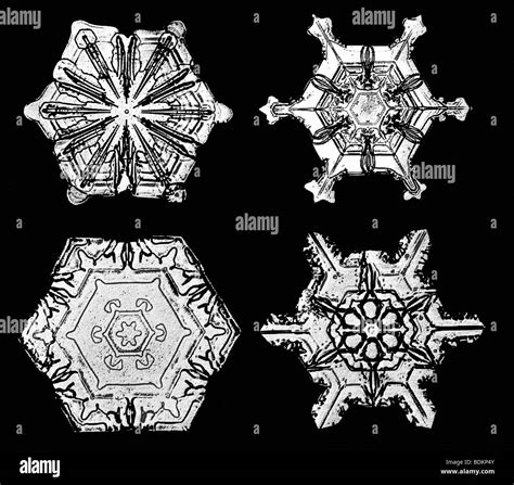 Snowflakes Photographed By Wilson Alwyn Snowflake Bentley Each