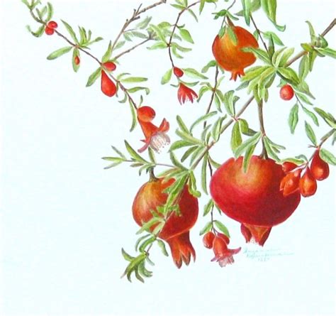 Pomegranate Tree Flower Painting Wall Painting Watercolor Paintings