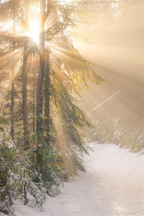 Magic Forrest Light Crepuscular Rays Or Better Known As God Rays Are