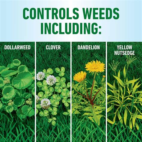 Common Weeds In Lawns
