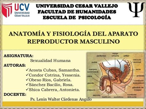 Anatomía Y Fisiología Del Aparato Reproductor Masculino