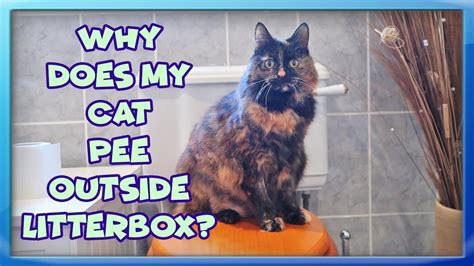 Help My Cat Won T Use The Litter Box Cat Lovster
