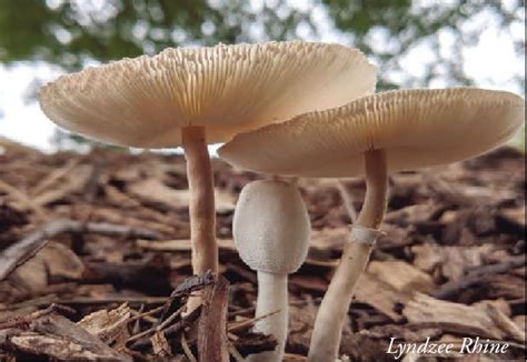 Mushrooms In Kansas Virtual Symposium Dyck Arboretum