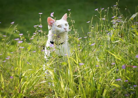 Cat In Meadow Ryder Davies