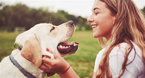 Do Dogs Have Feelings Your Guide To Understanding Canine Emotions