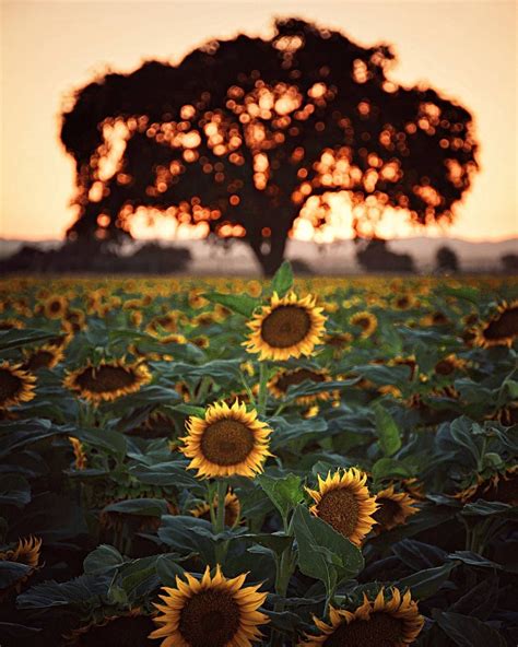 Sunflower Field Shaded By An Old Oak Tree Yolo County California By