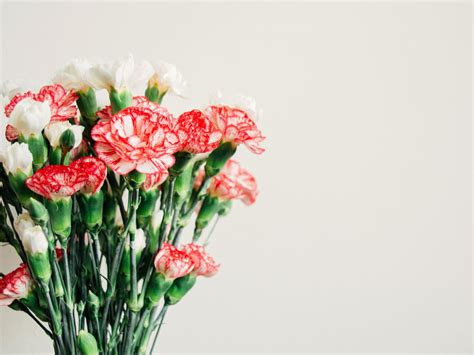 Carnations Their Meaning History And Care Article On Thursd