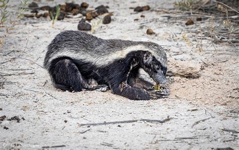 Elize Labuschagne Hull Honey Badger Eating Scorpion Etosha National