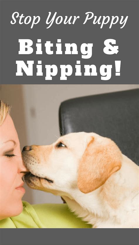 To help you combat this, i'm going to give you some methods you can use to stop your puppy biting and a series of tips it will just teach the dog to fear you or become more aggressive. How to Stop a Puppy from Biting and Nipping
