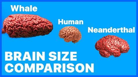 Brain Size Comparison • Neanderthals Had Bigger Brains Than Modern