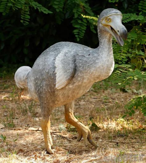 Dodo pizza is where technology meets pizza delivery. 10 Creatures Which Became Recently Extinct Because Of ...