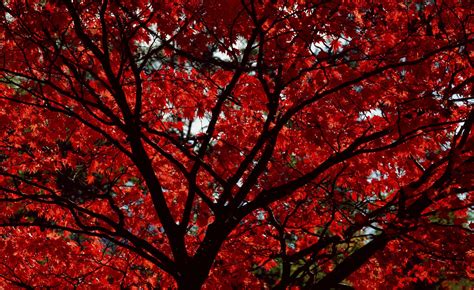 Red Autumn Trees Wallpaper