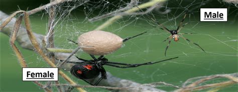 The 4 Poisonous Spiders Found In Virginia Id Guide Bird Watching Hq