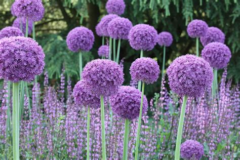 How To Plant Allium Bulbs Expert Tips For Successful Blooms Gardeningetc