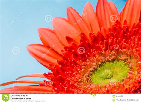 Orange Gerbera Flower Closeup Detail Petals Stock Photo Image Of