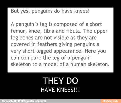 But Yes Penguins Do Have Knees A Penguins Leg Is Composed Of A Short