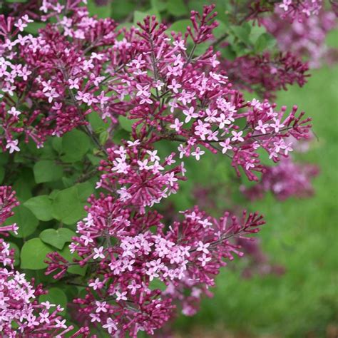 Syringa Bloomerang Dark Purple Shrubs S Shrubs And Trees Garden