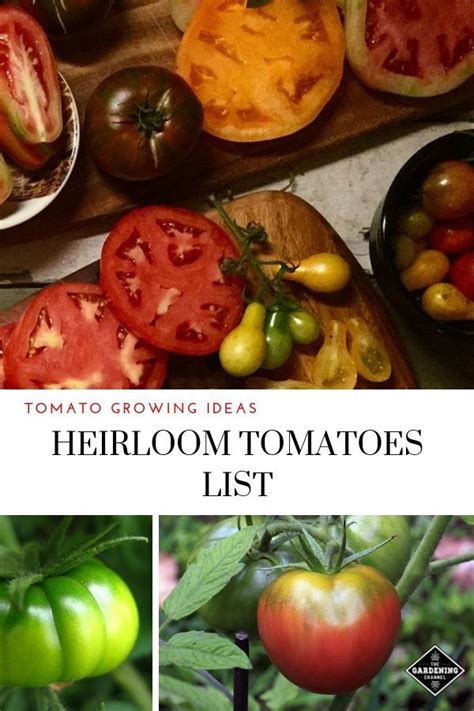 Master List Of Heirloom Tomatoes Heirloom Tomato Plants Tomato