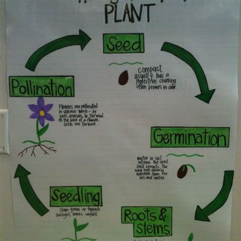 Plant Life Cycle School Pinterest Cycling Plants And Anchor Charts