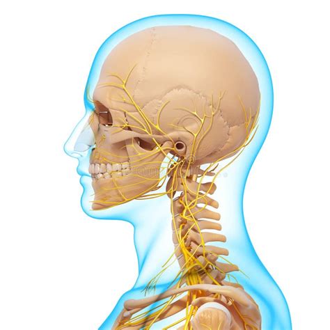 Side View Of Nervous System Of Head Skeleton Stock Photos Image 36222913