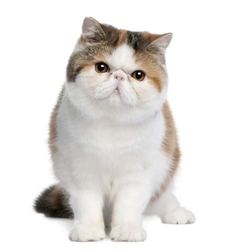 Exotic Shorthair Breed Information And Insights Basepaws