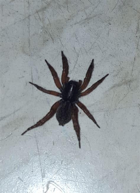 Lycosidae Wolf Spiders In Dayton Tennessee United States