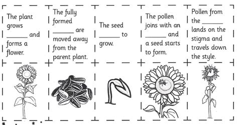 Adapting Plant Life Cycle Worksheet In 2020 Plant Lif