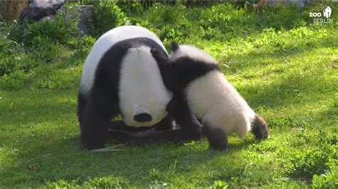 If This Video Of Mom And Baby Panda Playing Doesnt Make You Say ‘aww