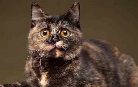 Facts You Should Know About Tortoiseshell Cats Breed