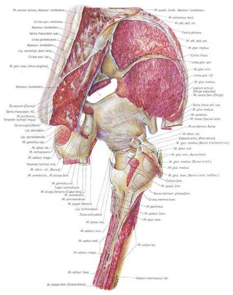 Anatomy Of The Hip Joint Muscles