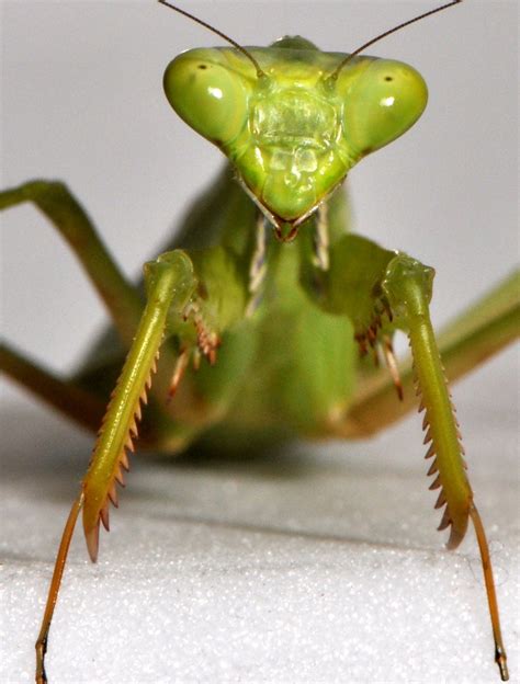 A Praying Mantiss Spin On Body Control The New York Times
