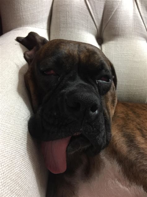 this is my boxer lola she sleeps with her tongue out always boxers