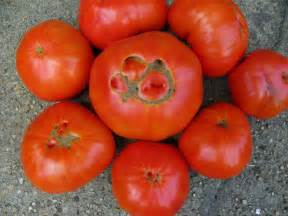 Tomato Solanum Lycopersicum Beefmaster In The Tomatoes Database