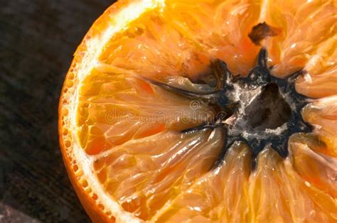 Rotten Orange Stock Photo Image Of Fungus Putrid White 5849502
