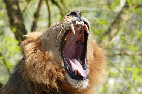 Lion Teeth Wild Free Photo On Pixabay Pixabay